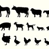 Farm animals big and small.