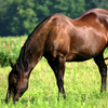 Sorrel horse grazing in a lush, green pasture.