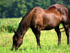 Human to horse contact via gentle pat on horse's muzzle.