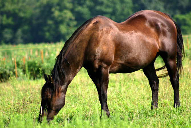 Healthy horse grazing in a green pasture.