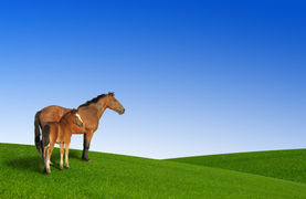 Mare and foal gazing at the horizon and looking to the future.