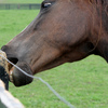 Horse chewing on a fence post.