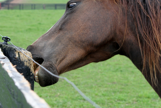 Horse chewing on a fence post.