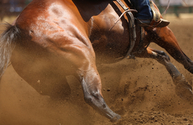 The strong musculature on the rear of a barrel racing horse.