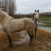 Two bedraggled horses in a muddy paddock after a rainstorm.