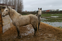 Two bedraggled horses in muddy field flooded by rain.