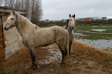 Two bedraggled horses in a muddy rain-soaked paddock waiting to be rescued.