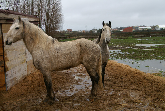 Two horses in a muddy, wet field. Are they at risk?