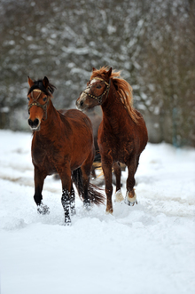 Two horses pulling a sleigh through a snow-covered pasture.