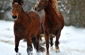 Giving horses a break from cold, snowy weather.