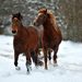 Giving horses a break from cold, snowy weather.