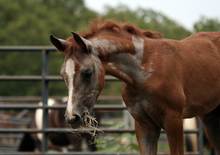 Horse with skin allergies.