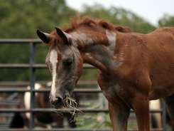 Horse with a skin condition caused by allergies.