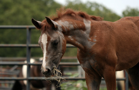 Horse with a skin condition caused by allergies.