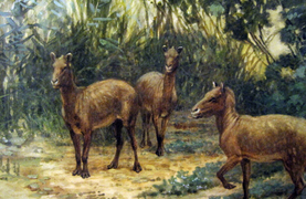 The eohippus: Ancient ancestor of the domestic horse.