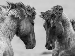 Two mature stallions challenging each other.