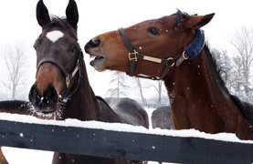 Two horses communicating using vocal, facial, and body language.