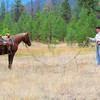 Man training a sorrel horse,