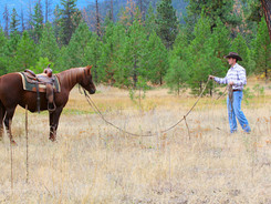Man training a sorrel horse,