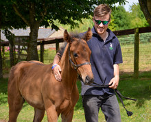 Young man in close touch with his young horse.