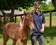 Young man making a connection with his young horse.