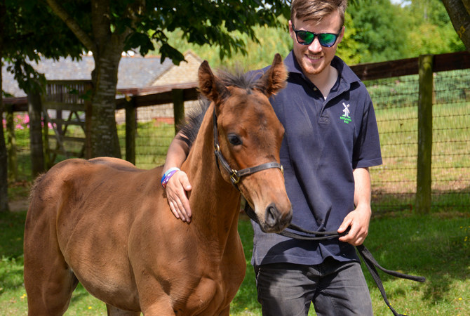 Friendly young man engaged with yearling he is training.