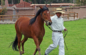 Solving the mysteries of lameness systematically.