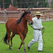 Trainer walking a horse in a large green pasture.