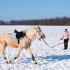 Owner lunging horse in a field of snow.