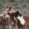 Pinto foals engaging in mutual grooming and horseplay.