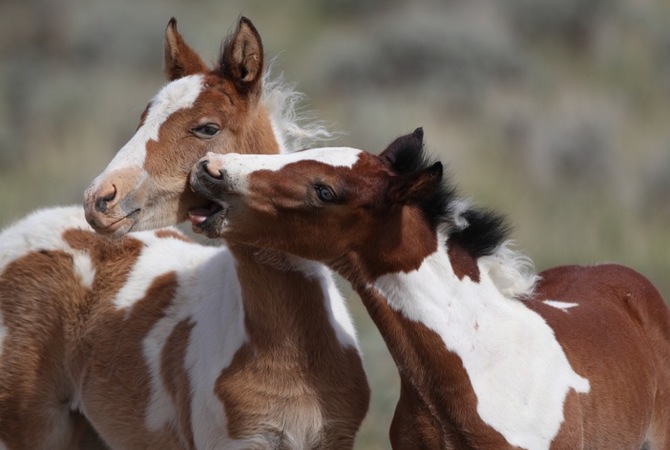 Pinto foals engaging in mutual grooming and horseplay.
