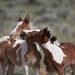 Pinto foals engaging in mutual grooming and horseplay.