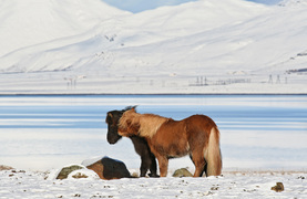 Keeping your horses healthy during winter weather.