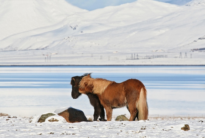 Keeping your horses healthy during winter weather.