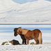 Keeping your horses healthy during winter weather.