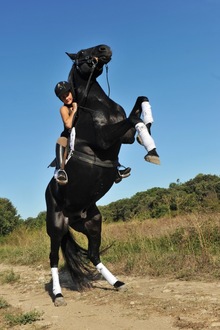 Girl rider hanging on to a rearing black horse.