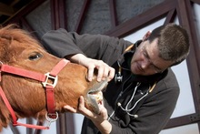 Equine dentist examining a horse's teeth.