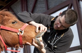 Equine dentist examining a horse's teeth.