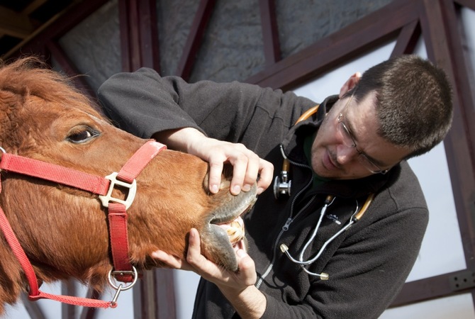 Veterinarian examining horse's teeth.