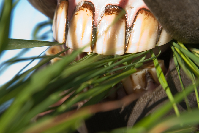 Front of horses's mouth showing incisors which are used to bite or cut off pieces of forage.