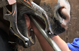 An equine dentist floating a horse's teeth.