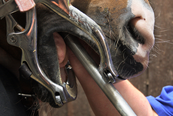 Equine dentist using a full mouth speculum to examine a horse's mouth and float teeth.