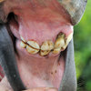 A close-up look at a horse's teeth.