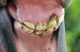 Horse's teeth showing how an infection leads to an abscess affecting the horse's mouth and teeth