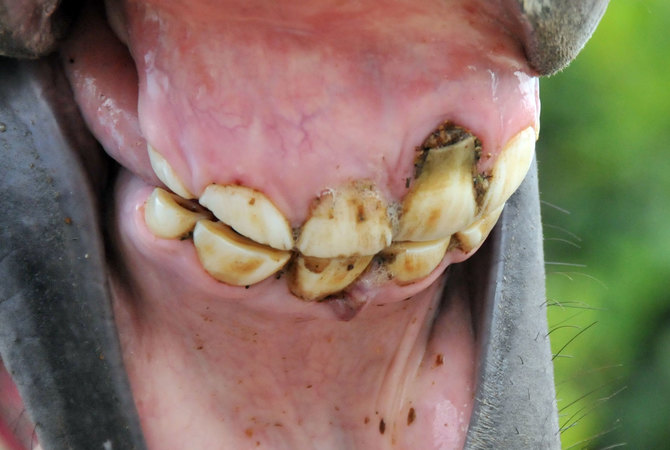 Owner examining horse's teeth.