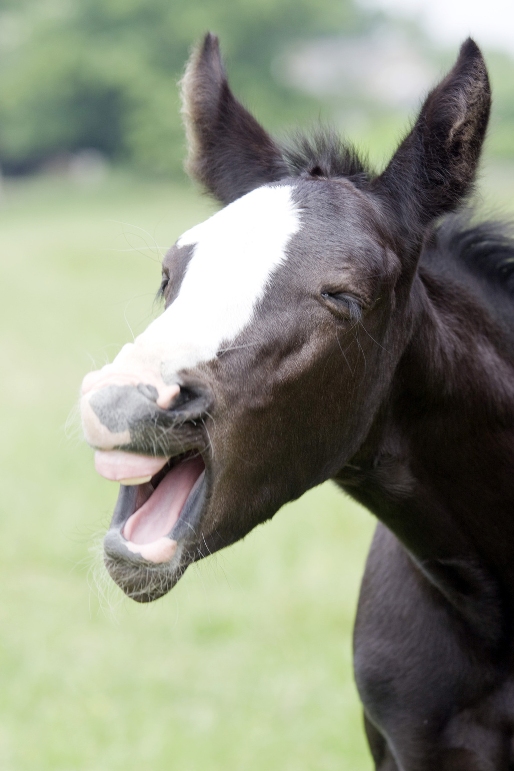 Aging a Horse by Its Teeth | EquiMed - Horse Health Matters
