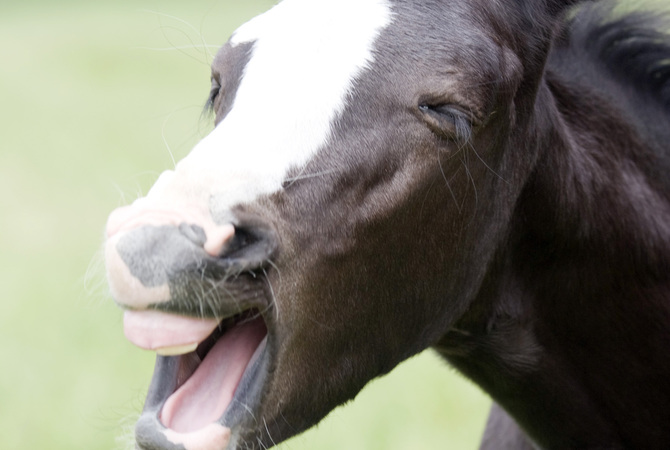 A young foal showing his teeth and mouth.