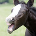 Laughing foal showing teeth.