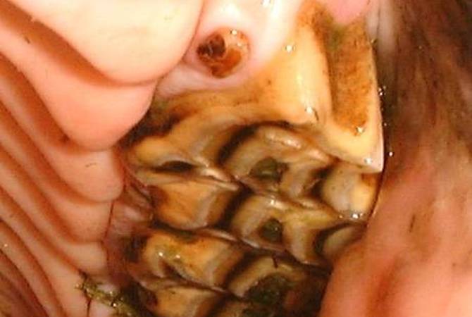 A small wolf tooth set close to the 2nd premolar on the palatal aspect in a horse.