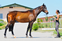 Woman training horse.